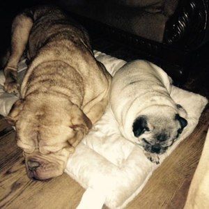 Meet your Posher, Samuel